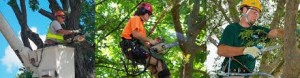 tree trimming and removal