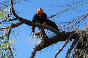 tree lopping service