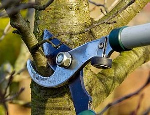 tree pruning